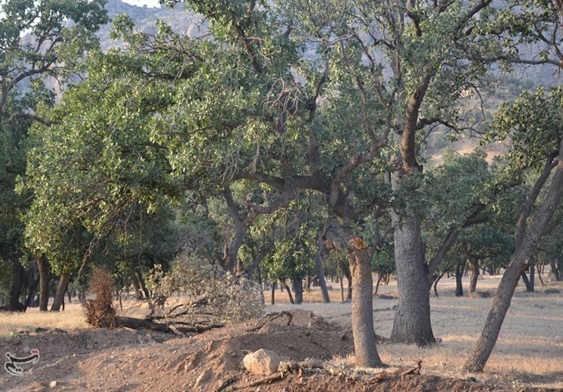 کهگیلویه و بویراحمد| بررسی قلع و قمع صدها درخت کهنسال بلوط به بهانه راهسازی
