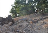 فرماندار شهرستان دنا از قطع درختان بلوط در جاده سی‌سخت-یاسوج حمایت کرد