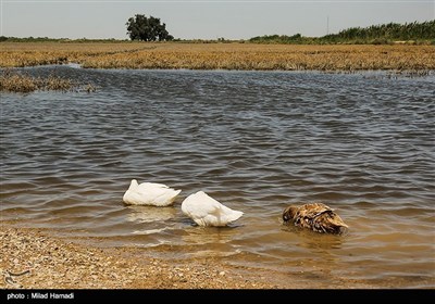 شغل اهالی روستای سیل زده ابوسینا کشاورزی است،آنها 1 ماه مانده به برداشت گندمزارهای خود،دچارسیل وآبگرفتگی شدند و روستایشان در آب محصور شد و زمینهای کشاورزی انها که بالای١  هکتار بود به صورت کامل تخریب شد