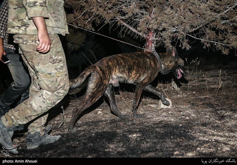 استفاده از سگهای موادیاب در عملیات دستگیری خرده‌فروشان موادمخدر