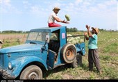 گزارش| حراج آب لرستان با محصولات آب‌دوست / حاصل دسترنج کشاورزان استان به جیب دلال‌ها سرازیر می‌شود + تصاویر