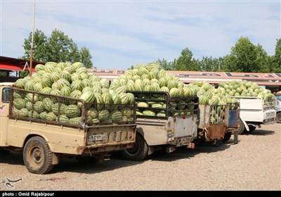 مسئولان آذربایجان غربی قدمی در مورد امحای 8 هزار تن هندوانه توسط دولت ترکیه برنداشتند