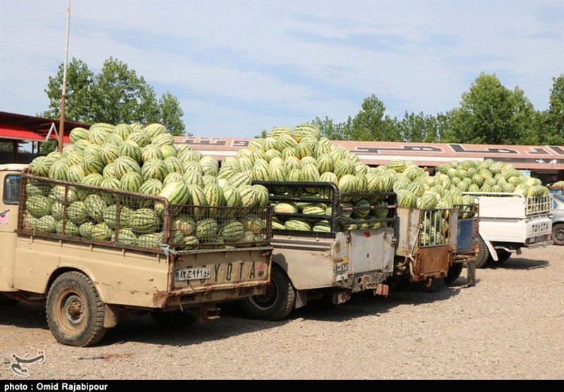 7 هزار تن هندوانه تولید سیستان و بلوچستان صادر شد