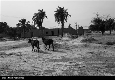  ارمغان طلای سیاه برای غیزانیه جز آلودگی آب و هوا و خاک، بی آبی، نابودی کشاورزی و مهاجرت روستائیان نبوده است