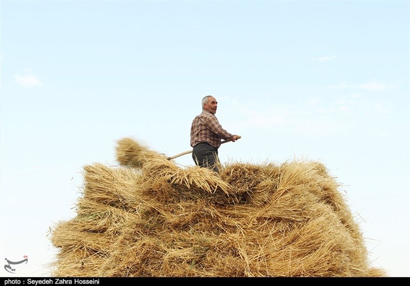 کشاورزان خراسان شمالی امسال 32 میلیارد تومان زکات پرداخت کردند