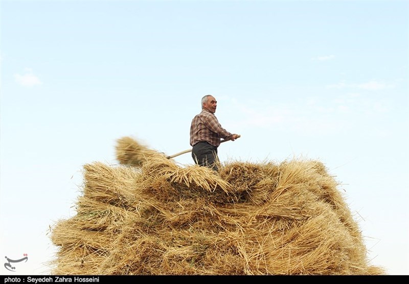 مطالبات گندم کاران امروز پرداخت می‌شود