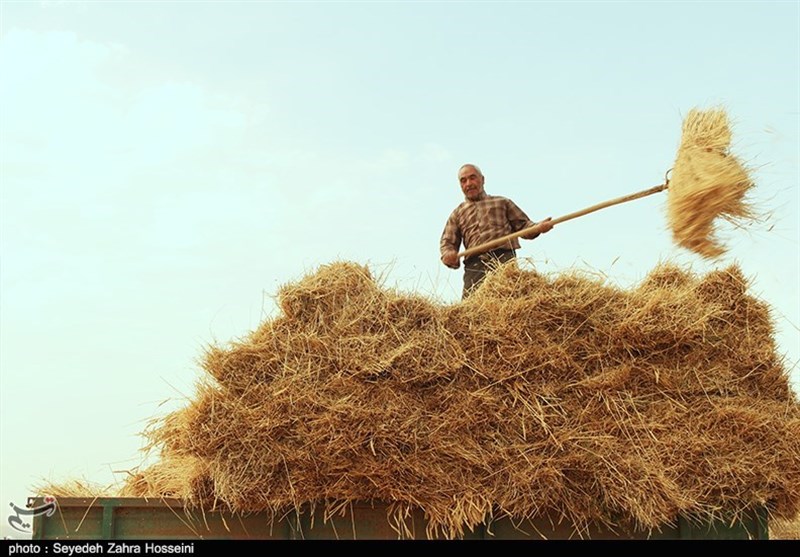 برداشت 800 هزار تن گندم در آذربایجان‌شرقی پیش‌بینی ‌می‌شود