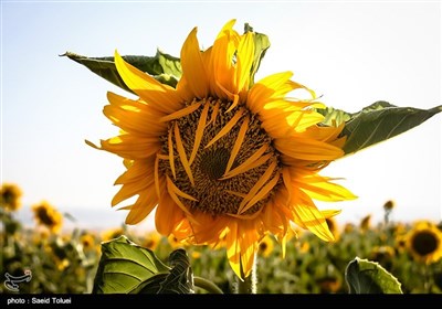 برداشت آفتابگردان از مزارع خراسان شمالی با فرا رسیدن آخرین ماه از فصل تابستان و اوایل پاییز ، آغاز میشود. 