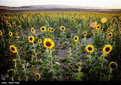 استان خراسان شمالی، تقریبا ۱۵ هزار هکتار از اراضی کشاورزی خود را که به کاشت گیاهان دارای دانه های روغنی از جمله تخمه آفتابگردان اختصاص می دهد، که بیش از ۷۰ هزار تن، انواع دانه های روغنی در این استان برداشت می شود