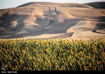 برداشت آفتابگردان از مزارع خراسان شمالی با فرا رسیدن آخرین ماه از فصل تابستان و اوایل پاییز ، آغاز میشود. 