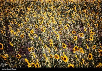 برداشت آفتابگردان از مزارع خراسان شمالی با فرا رسیدن آخرین ماه از فصل تابستان و اوایل پاییز ، آغاز میشود. 