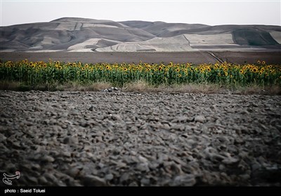 برداشت آفتابگردان از مزارع خراسان شمالی با فرا رسیدن آخرین ماه از فصل تابستان و اوایل پاییز ، آغاز میشود. 