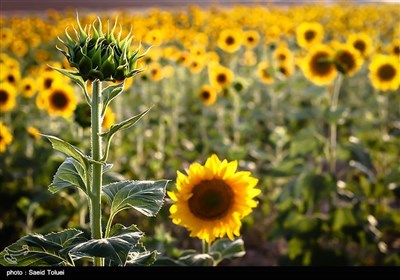 استان خراسان شمالی، تقریبا ۱۵ هزار هکتار از اراضی کشاورزی خود را که به کاشت گیاهان دارای دانه های روغنی از جمله تخمه آفتابگردان اختصاص می دهد، که بیش از ۷۰ هزار تن، انواع دانه های روغنی در این استان برداشت می شود
