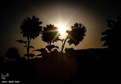برداشت آفتابگردان از مزارع خراسان شمالی با فرا رسیدن آخرین ماه از فصل تابستان و اوایل پاییز ، آغاز میشود. 