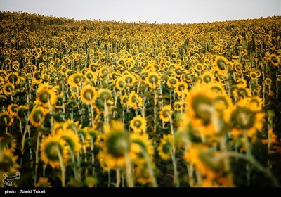 استان خراسان شمالی، تقریبا ۱۵ هزار هکتار از اراضی کشاورزی خود را که به کاشت گیاهان دارای دانه های روغنی از جمله تخمه آفتابگردان اختصاص می دهد، که بیش از ۷۰ هزار تن، انواع دانه های روغنی در این استان برداشت می شود