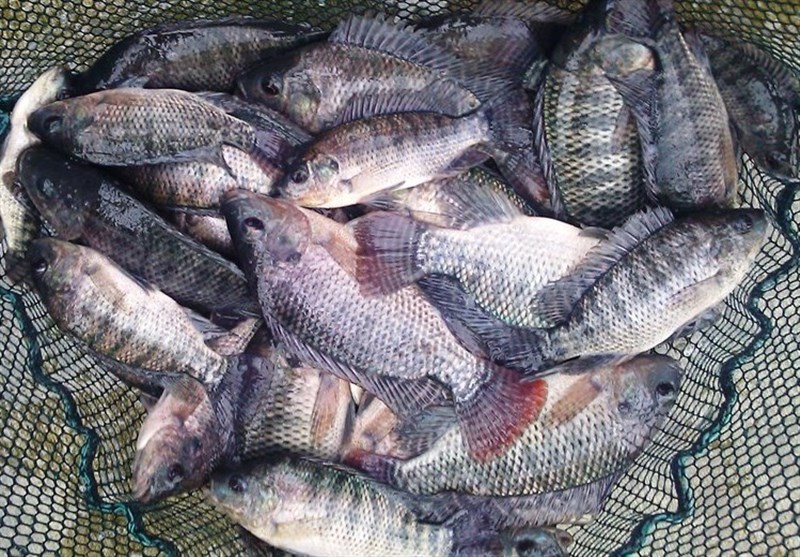 تولید 50 هزار تن ماهی تیلاپیا تا پایان برنامه ششم