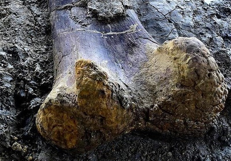 140 Million-Year-Old Dinosaur’s Huge Bone Found in Southwest France