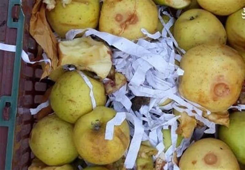 سازمان تعاون روستایی: 900 تن سیب فاسد شده ارتباطی به ما ندارد