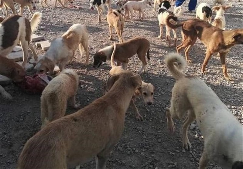 تصاویر عجیب گله سگ‌های ولگرد در کرج؛ نگرانی مردم، سکوت مسئولان+فیلم