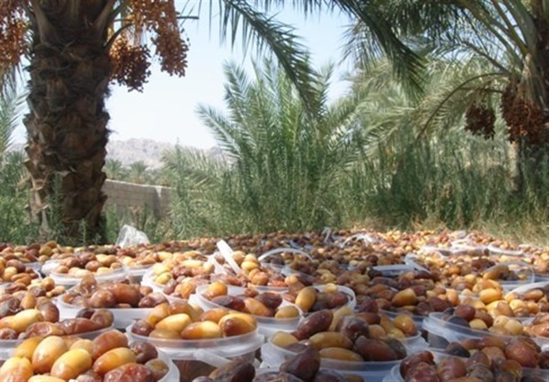 28 هزار تن خرمای استان بوشهر صادر می‌شود