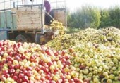 چرا 900 تن سیب خراب شد؟ شادلو: به دولت مشورت مغرضانه دادند؛ وزارت صمت دچار اشتباه شد