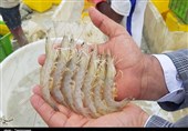 بیش از200 تن میگو از مزارع پرورشی آبادان در سال جاری برداشت شد