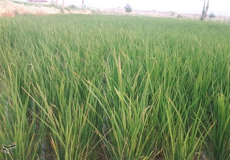 خودکفایی تولید برنج به 83 درصد رسید