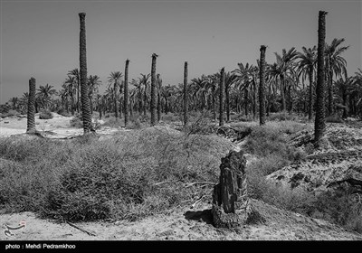 تغییر اقلیم و بحران مدیریت آب در شادگان سبب شده که بیش از چندین هزار درخت نخل در این شهرستان از بین برود 