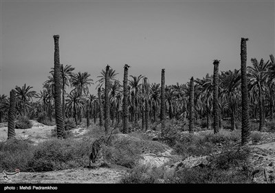 شادگان با حدود ۱۵۰ هزار نفر جمعیت در ۷۰ کیلومتری اهواز مرکز استان خوزستان واقع شده است .