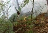 سازمان جنگل‌ها نیروی جدید استخدام می‌کند