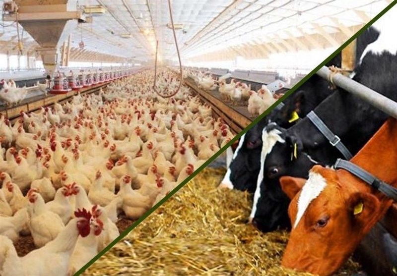 «کشاورزی»، ناجی اقتصاد|خوراک تولید داخل و ارزان قیمت دام و طیور معرفی شد