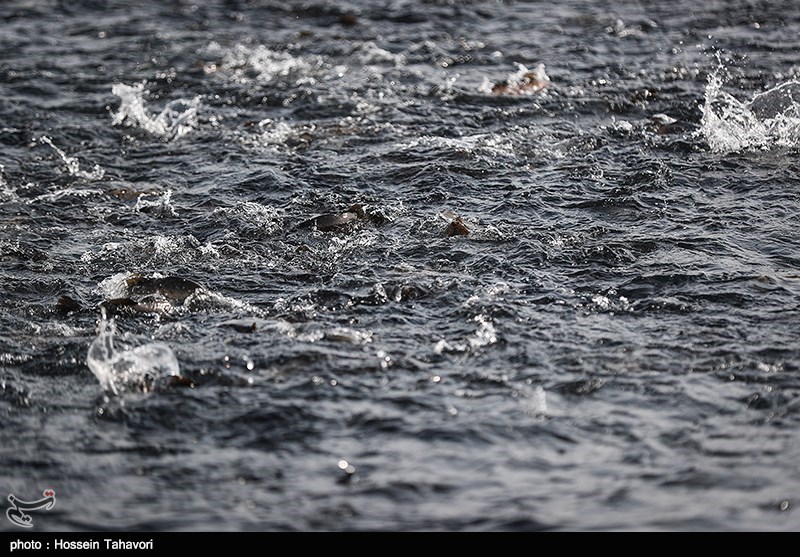 بچه ماهی‌ها به کمک احیا زیستگاه‌های آبزیان در خلیج‌فارس می‌آیند