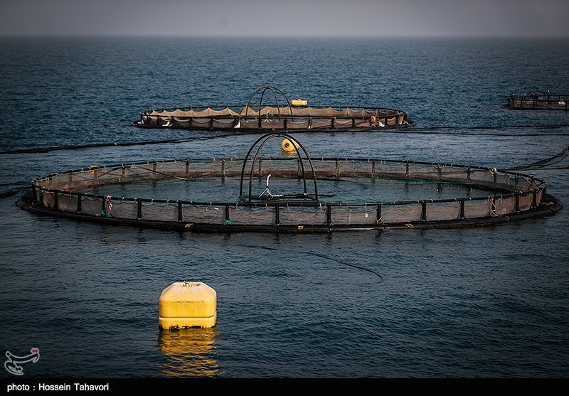 طرح &quot;پرورش ماهی در قفس&quot; با 580 میلیارد ریال سرمایه‌گذاری در بوشهر اجرا شد