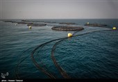 37 هزار تن ماهی و میگوی پرورشی در استان بوشهر تولید می‌شود