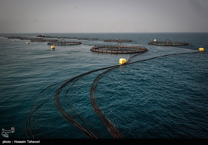 37 هزار تن ماهی و میگوی پرورشی در استان بوشهر تولید می‌شود