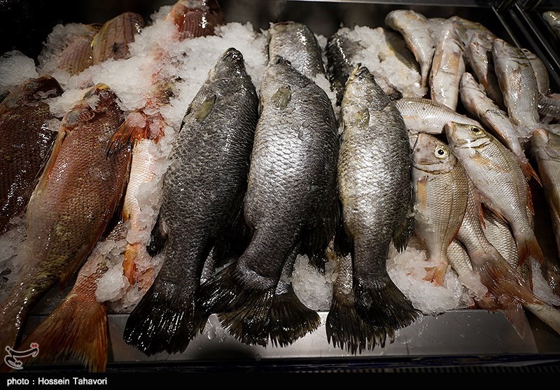 تولید 65 هزار تن ماهی پرورشی در استان بوشهر + تصویر