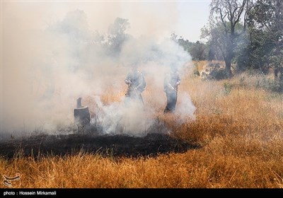 آتش سوزی باغستان یکهزار ساله سنتی قزوین
