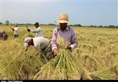 گیلان|ضرورت رعایت نکات بهداشتی در فصل برداشت برنج؛ کشاورزان برای حفظ سلامتی خود توصیه‌ها را جدی بگیرند