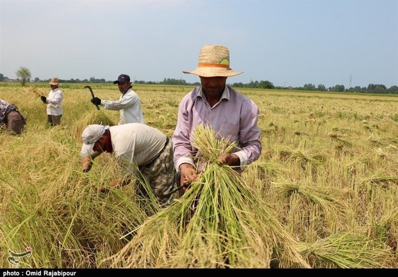 گیلان|ضرورت رعایت نکات بهداشتی در فصل برداشت برنج؛ کشاورزان برای حفظ سلامتی خود توصیه‌ها را جدی بگیرند