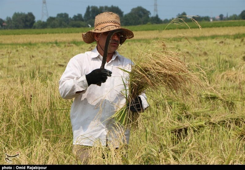 میزان تولید برنج در گیلان 10 درصد افزایش یافت