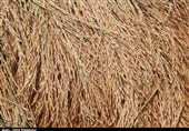 برداشت برنج از شالیزارهای گیلان به روایت تصویر