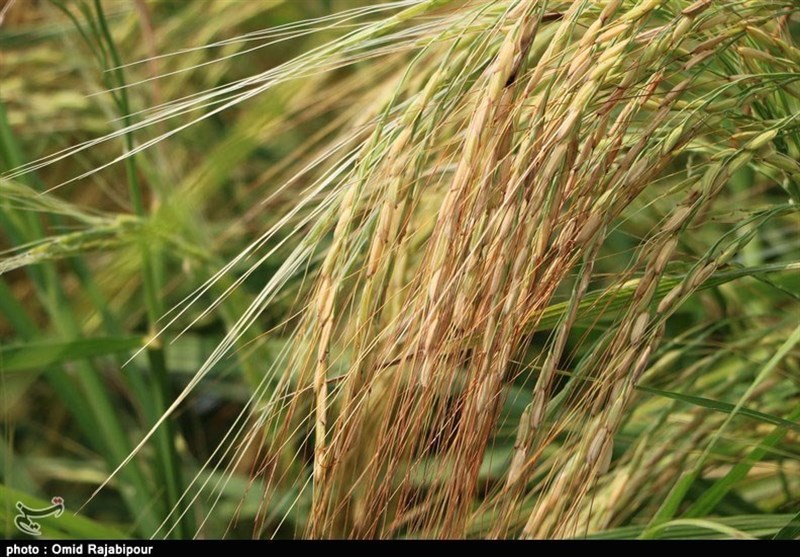 معرفی ارقام جدید &quot;برنج&quot; در گیلان؛ ‌«تیسا»، «رش» و «آنام» ‌برنج ‌بیشتری ‌در اختیار کشاورزان قرار می‌دهد‌