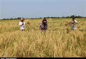 برداشت برنج در اراضی شالیزاری مازندران؛ سالی پرمحصول برای کشاورزان