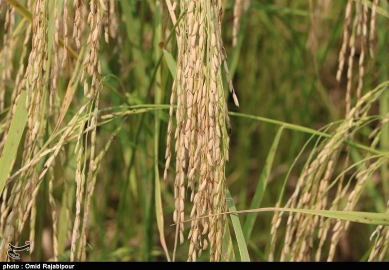 فاز نخست مرکز بین‌المللی تجارت برنج ایران با حضور جهانگیری راه‌اندازی شد‌