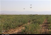 خسارت سرمای بهاری به کشاورزی استان فارس؛ 30 تا 60 درصد باغات پسته سروستان آسیب دید