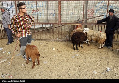 در عید قربان مسلمانان در سراسر جهان در این روز، گوسفند، گاو یا شتری را قربانی کرده و گوشت آنرا بین همسایگان و مستمندان تقسیم می‌کنند.