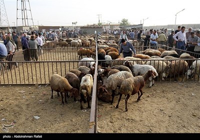 در عید قربان مسلمانان در سراسر جهان در این روز، گوسفند، گاو یا شتری را قربانی کرده و گوشت آنرا بین همسایگان و مستمندان تقسیم می‌کنند.