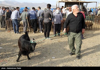 بازار خريد و فروش دام در آستانه عيد قربان براي ذبح در اين عيد بزرگ مسلمانان در سراسر كشور پر رونق است.