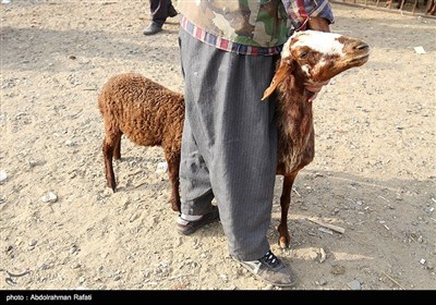 در عید قربان مسلمانان در سراسر جهان در این روز، گوسفند، گاو یا شتری را قربانی کرده و گوشت آنرا بین همسایگان و مستمندان تقسیم می‌کنند.