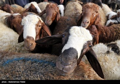 در عید قربان مسلمانان در سراسر جهان در این روز، گوسفند، گاو یا شتری را قربانی کرده و گوشت آنرا بین همسایگان و مستمندان تقسیم می‌کنند.